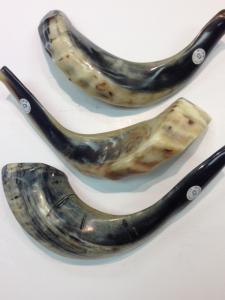 Israeli Shofar - Small