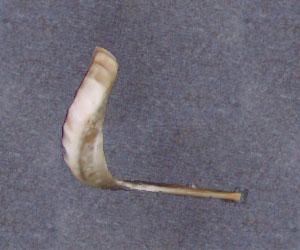 Israeli Shofar- Large