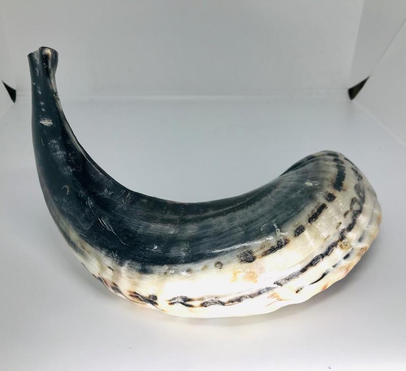 Ram's Horn Shofar Medium