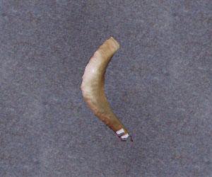 Israeli Shofar - Medium